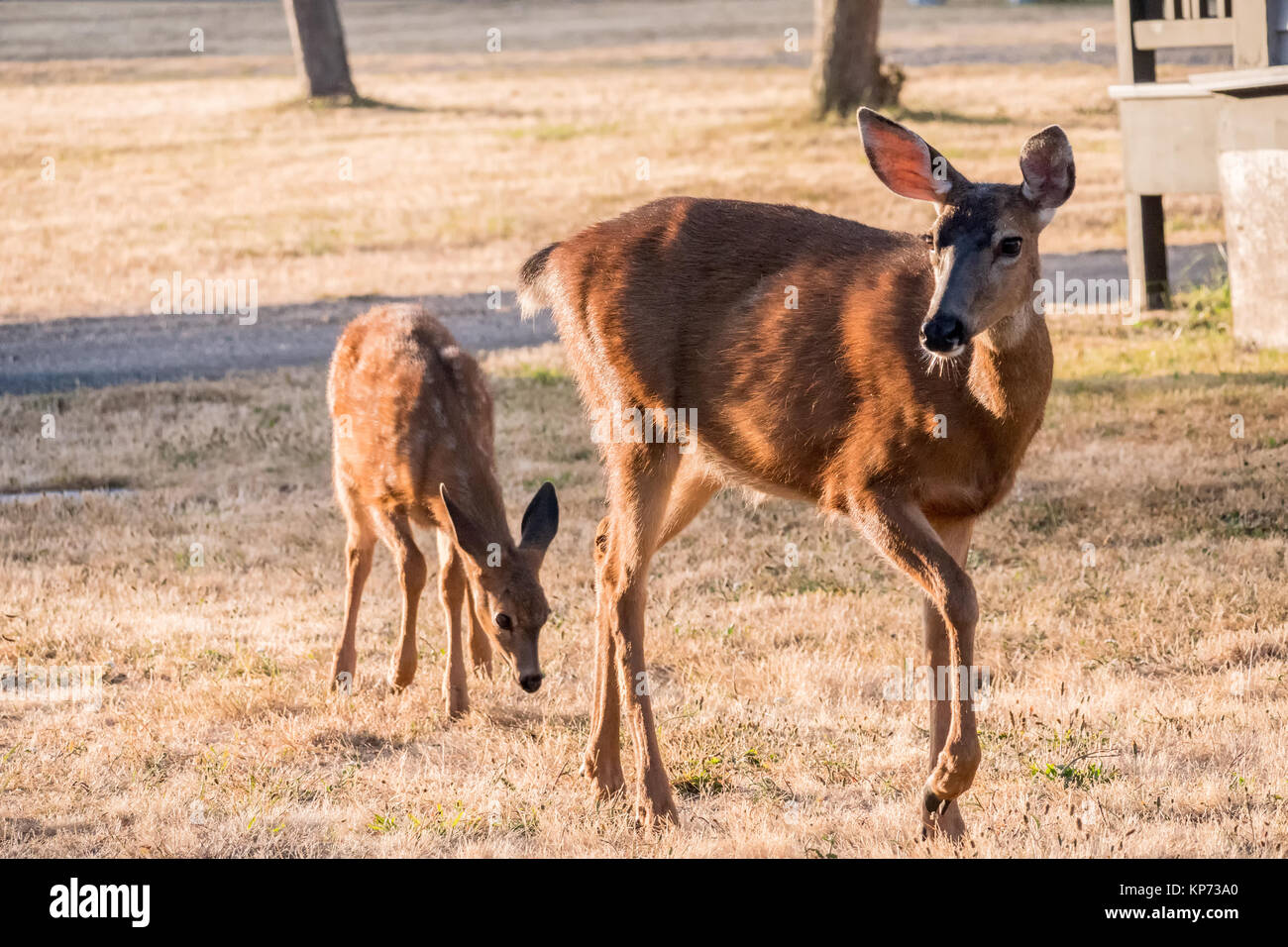 Doe e fawn mulo o nero-tailed deer pascolare su frost-ricoperto di erba nella zona residenziale di Fort Worden parco statale, Port Townsend, Washington Foto Stock