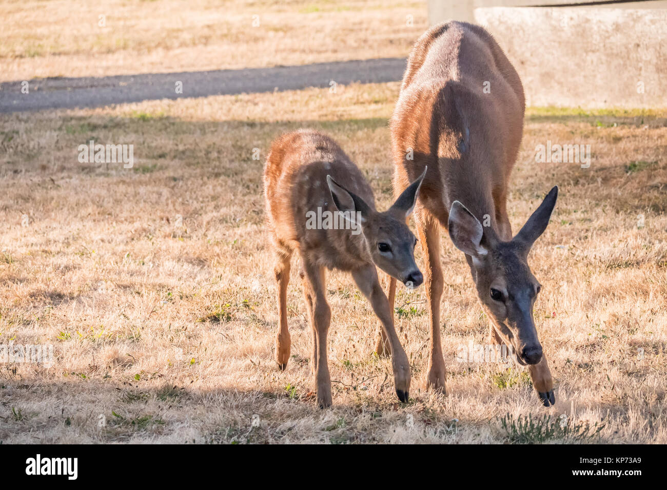 Doe e fawn mulo o nero-tailed deer pascolare su frost-ricoperto di erba nella zona residenziale di Fort Worden parco statale, Port Townsend, Washington Foto Stock