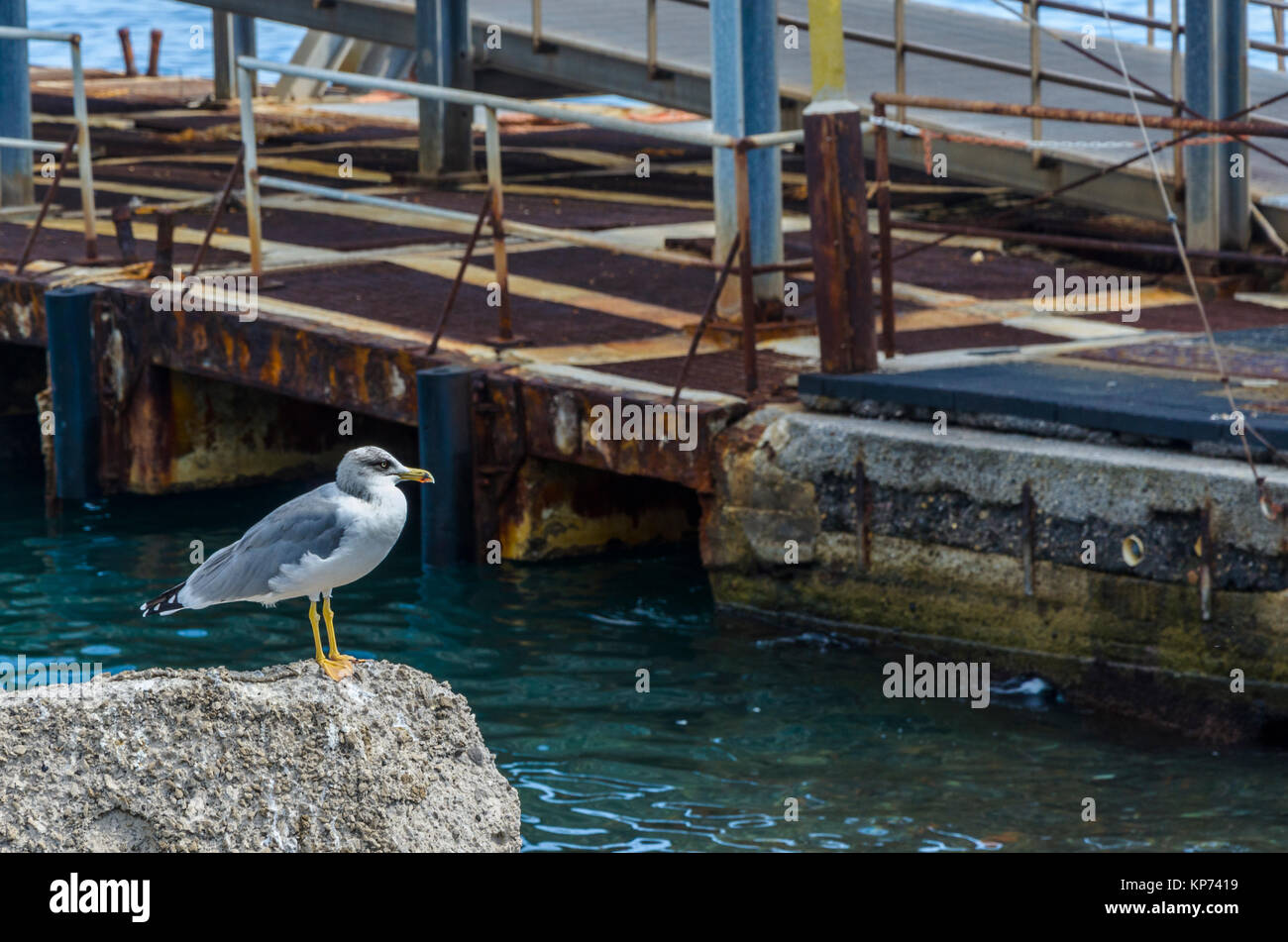 Eolian seagull con sguardo attento in attesa di un pesce nel porto dell'isola di Lipari italia Foto Stock