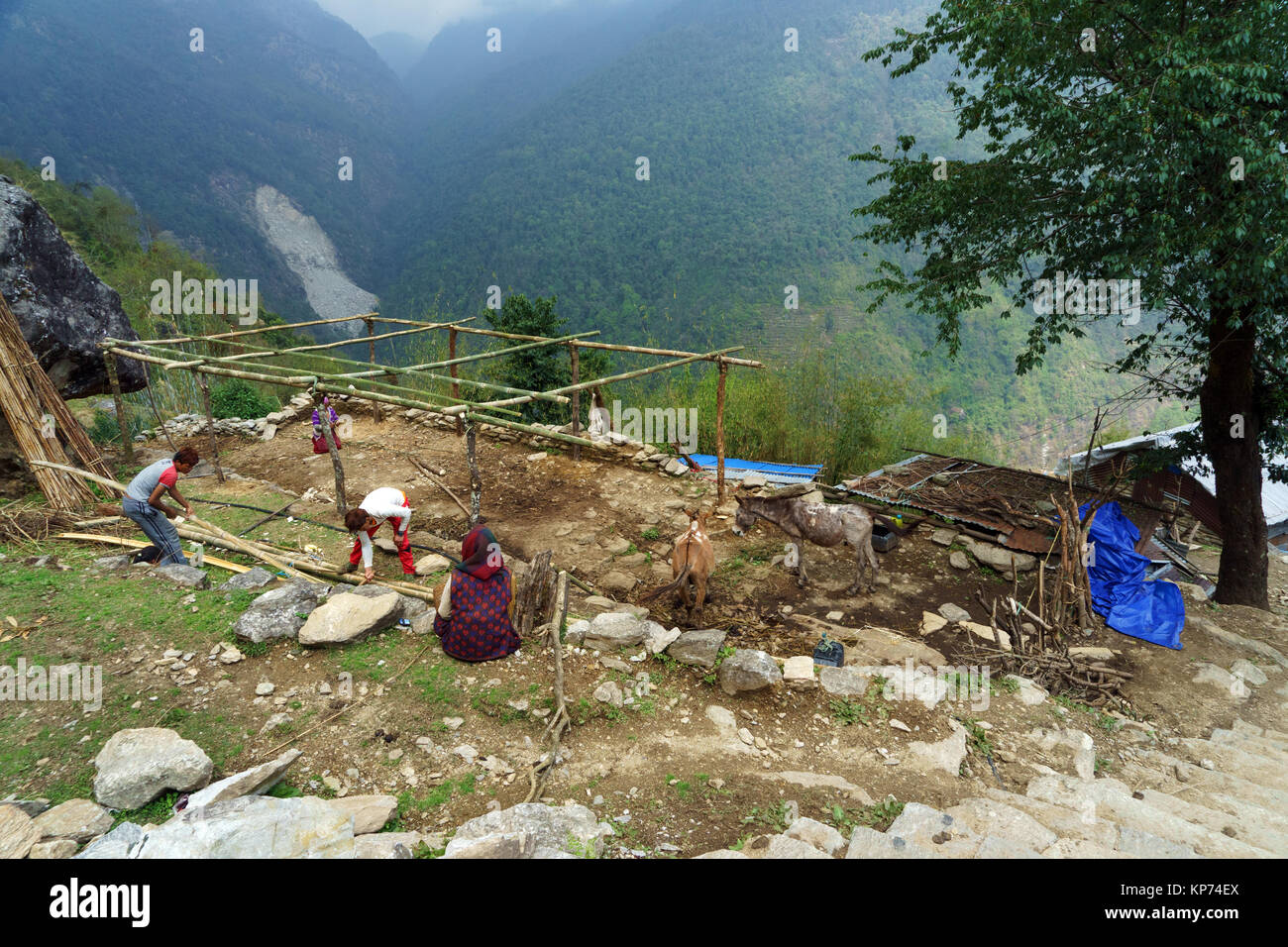 La popolazione locale a costruire una casa utilizzando bambù vicino Ulleri, regione di Annapurna, Nepal. Foto Stock