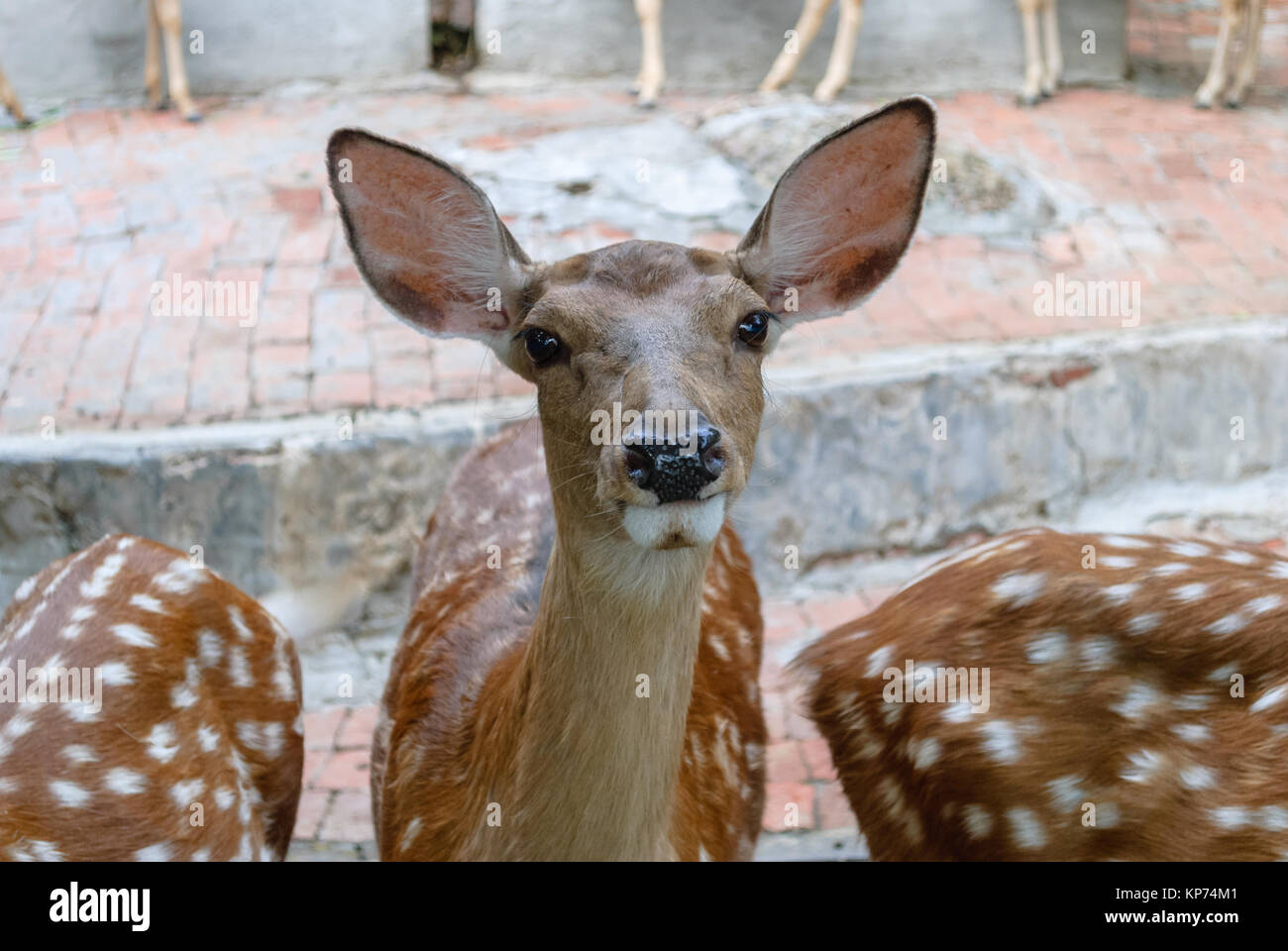 Addomesticazione cervi al parco di Luhuitou in Sanya Hainan in Cina, 20 Gennaio 2008 Foto Stock