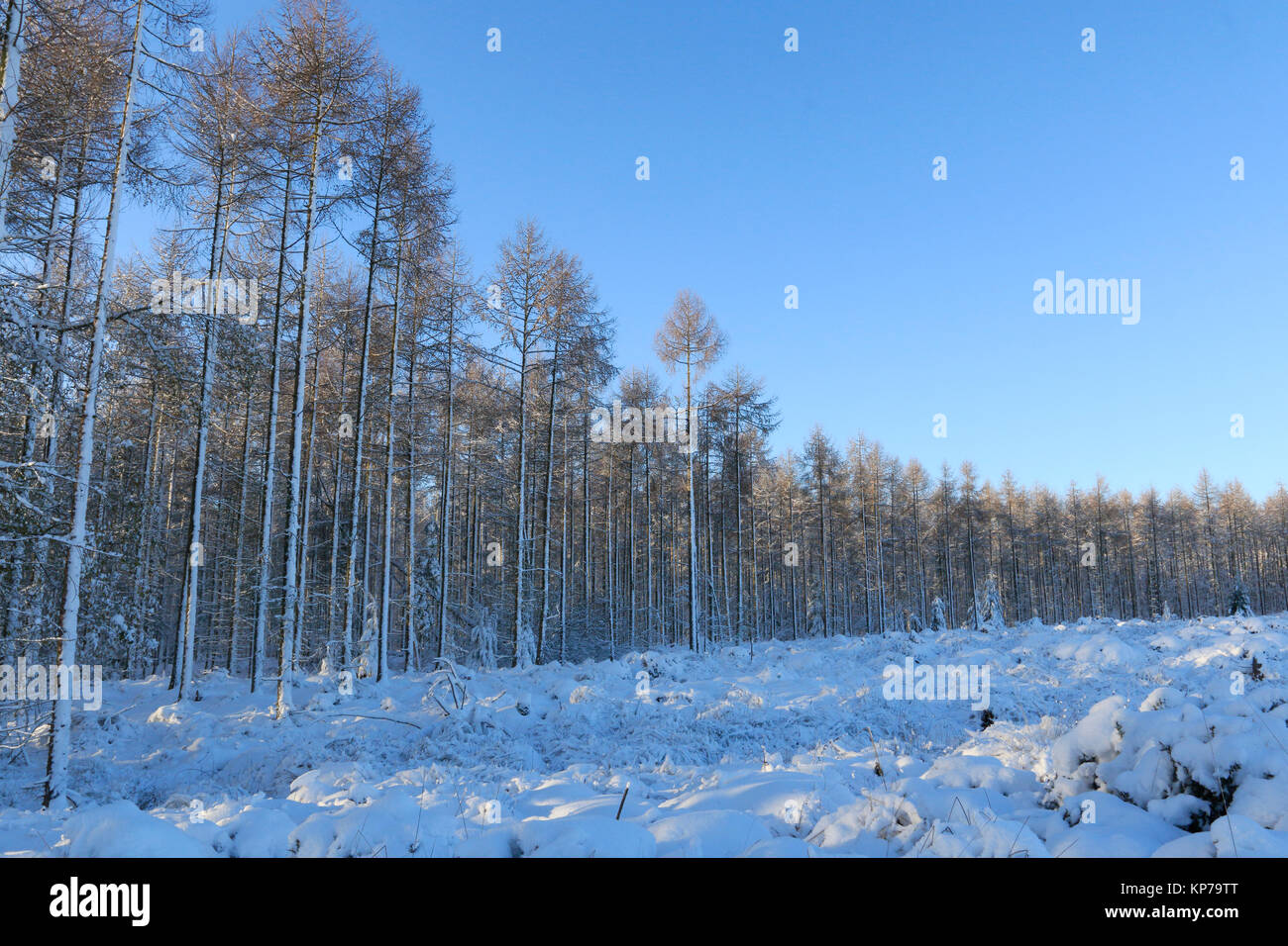 Neve invernale scene nella Foresta di Dean Foto Stock