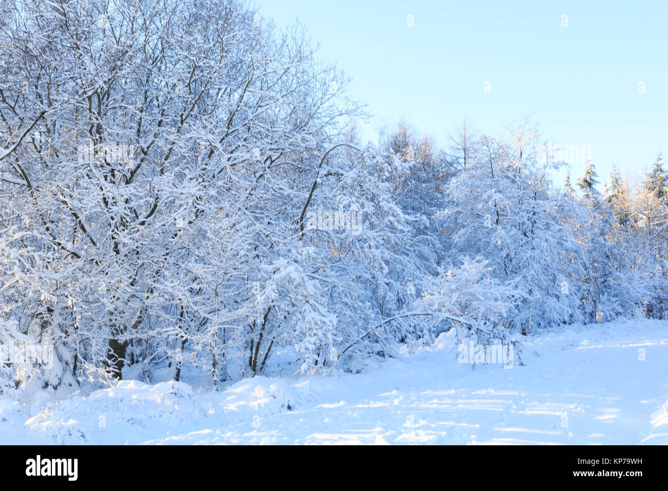 Neve invernale scene nella Foresta di Dean Foto Stock
