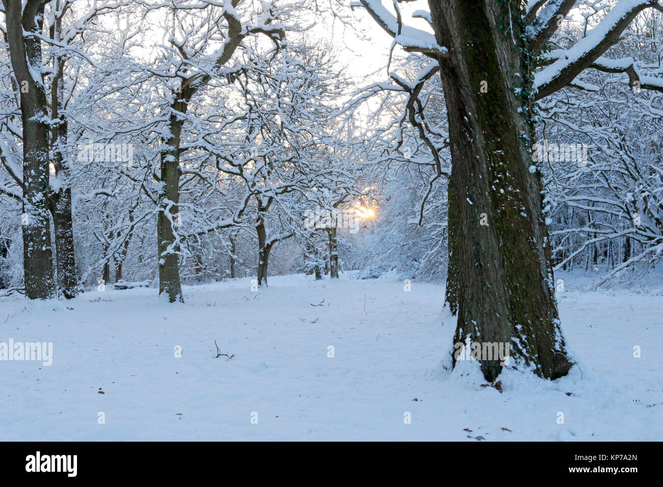Neve invernale scene nella Foresta di Dean Foto Stock