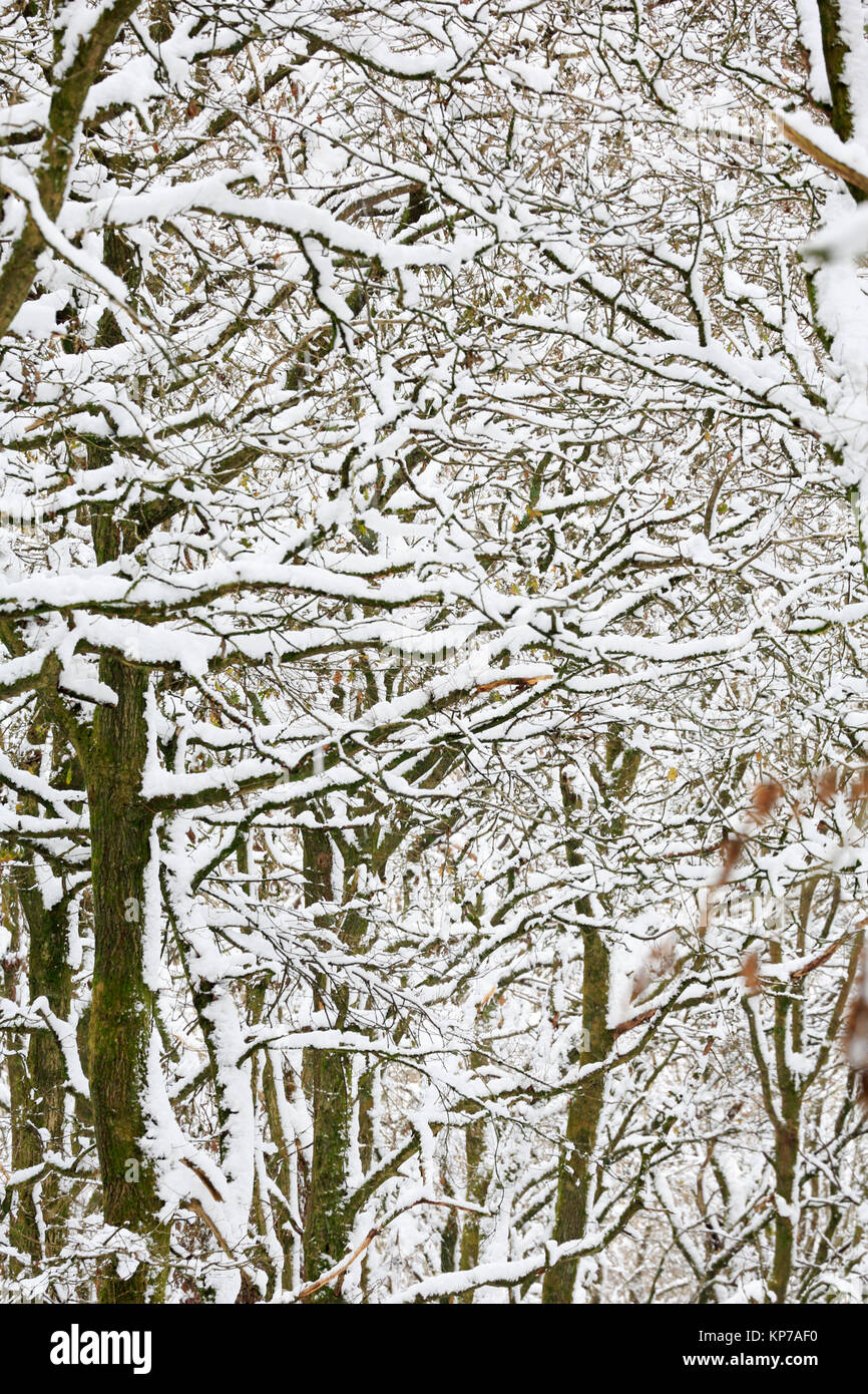 Coperta di neve rami nella Foresta di Dean Foto Stock