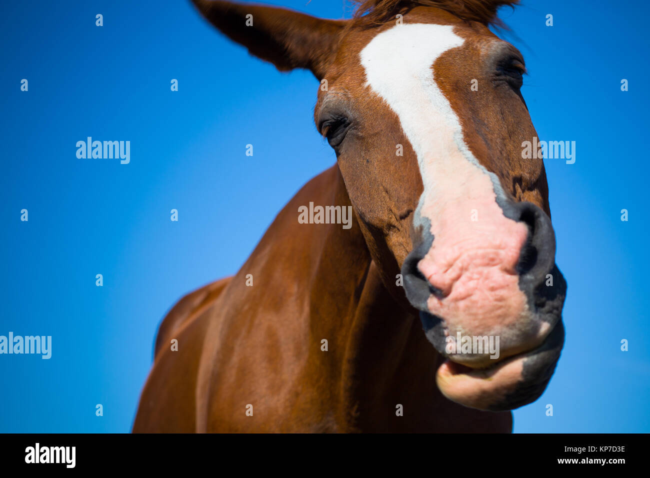 Un cavallo marrone scuotendo la testa Foto Stock