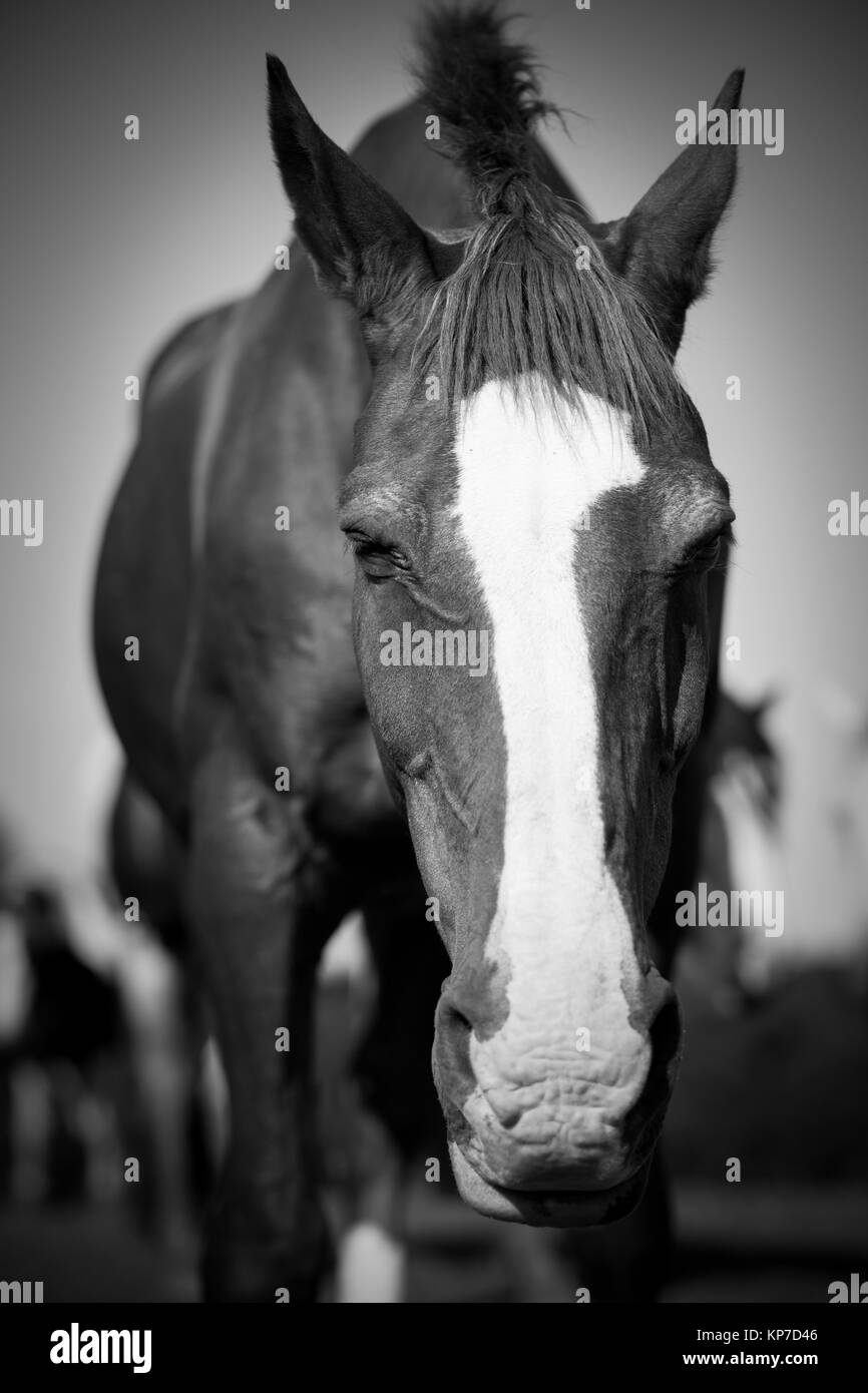 Un ritratto di un cavallo in bianco e nero Foto Stock