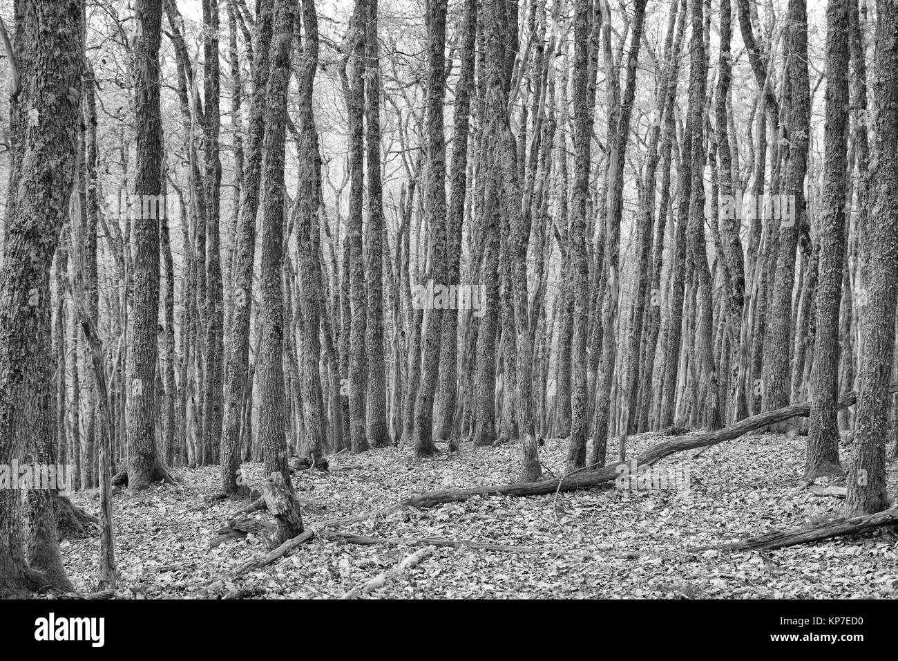 Foresta di querce nei Pirenei mountain range Foto Stock