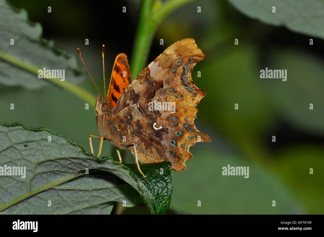 Virgola Butterfly,'Polygonia c-album", butterfly, diffusa,Wiltshire, Inghilterra, Regno Unito Foto Stock