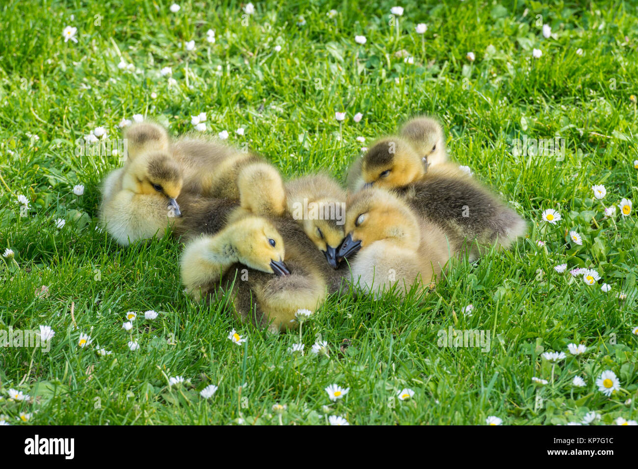Frizione di goslings addormentarsi Foto Stock
