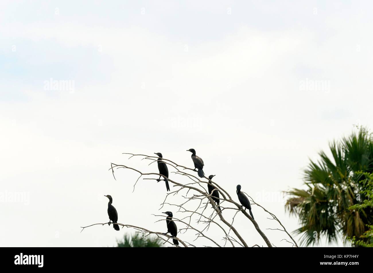 Cormorano (Phalacrocoracidae) uccelli acquatici, Centla paludi (Pantanos de Centla) tropicale foresta umida riserva della biosfera, Tabasco, Messico, America Foto Stock