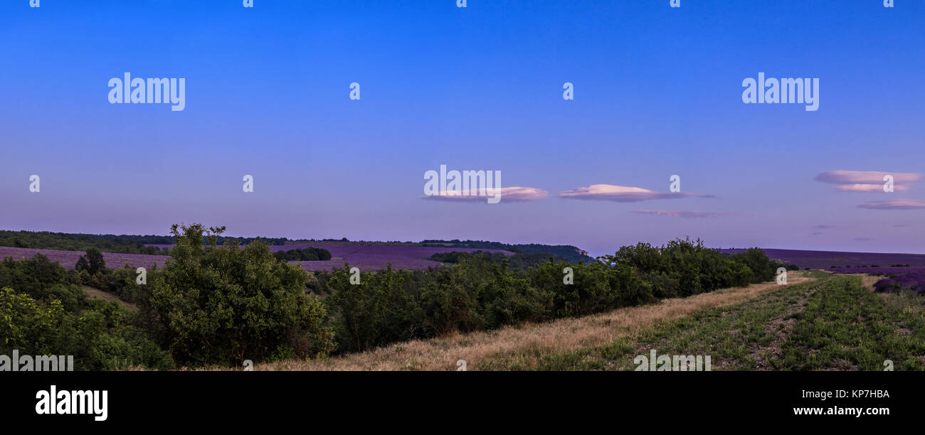 La piantagione di lavanda al tramonto. Foto Stock