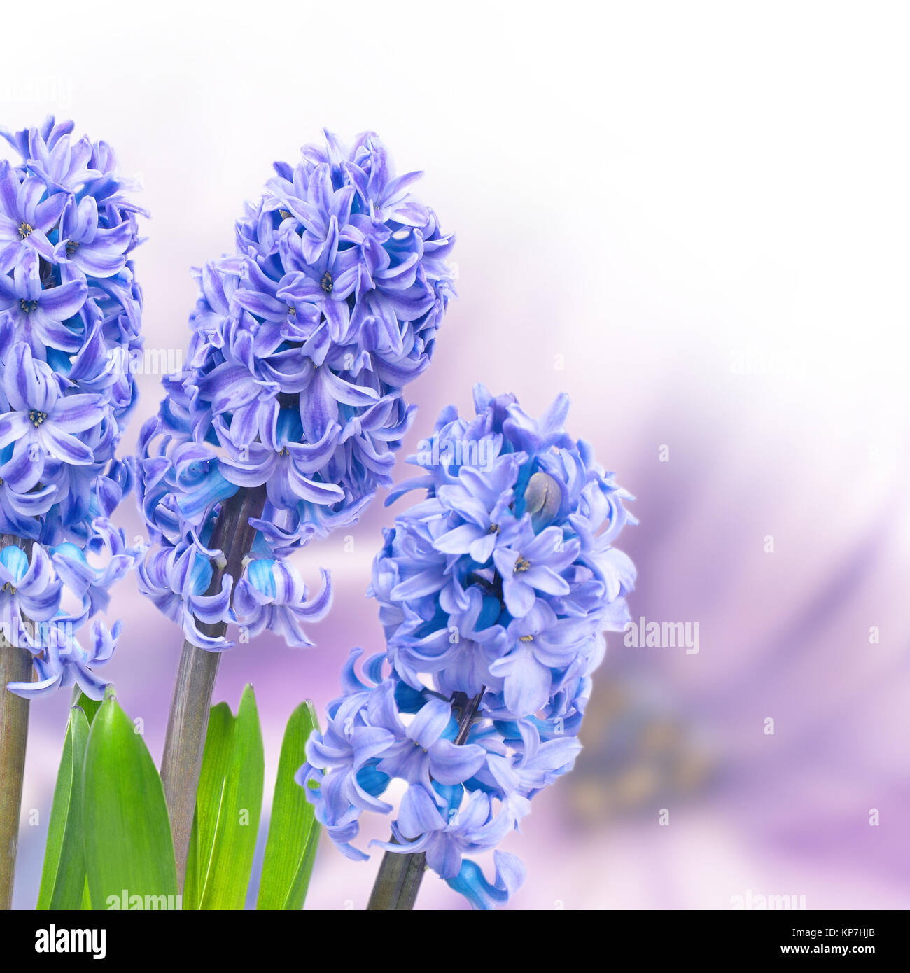 Hyacinthes blu Foto Stock