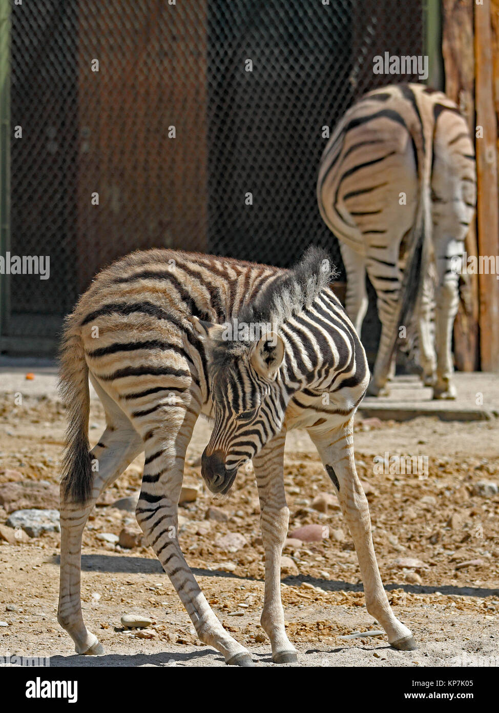 giovane zebra Foto Stock