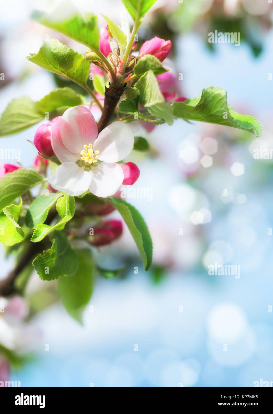 La molla sfondo sfocato con closeup su apple blossoms. Molla backrgound astratta. Questa immagine è sfocata, non vi è alcuna chiara focus qui.questa immagine mi Foto Stock
