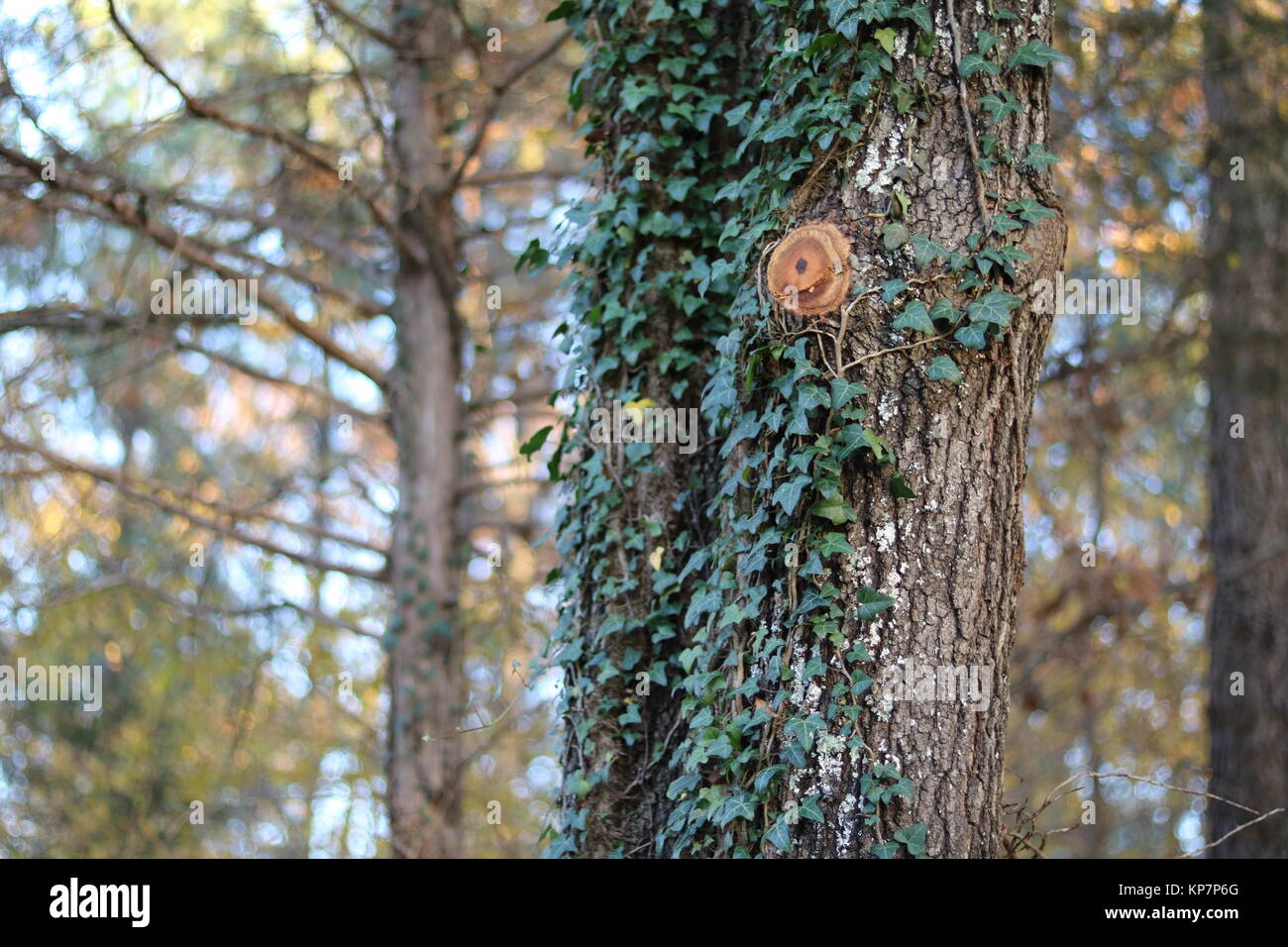 La bellissima natura TREE Foto Stock