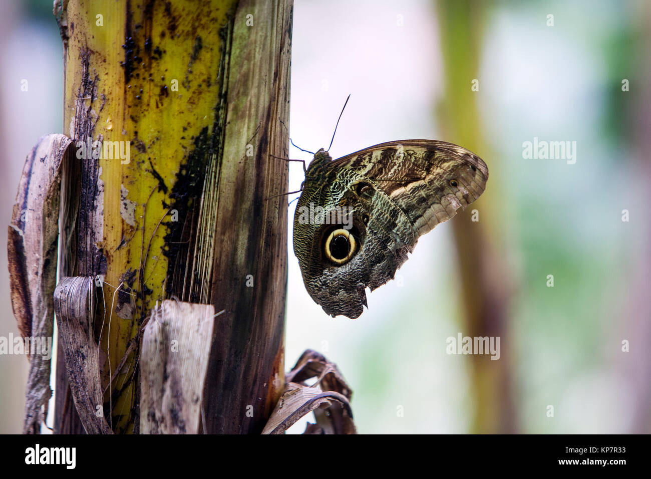 Farfalla in disguise Foto Stock