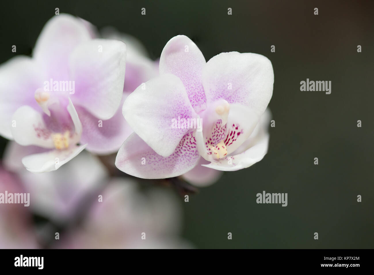 Phalaenopsis Orchid di colore bianco sulla vite Foto Stock