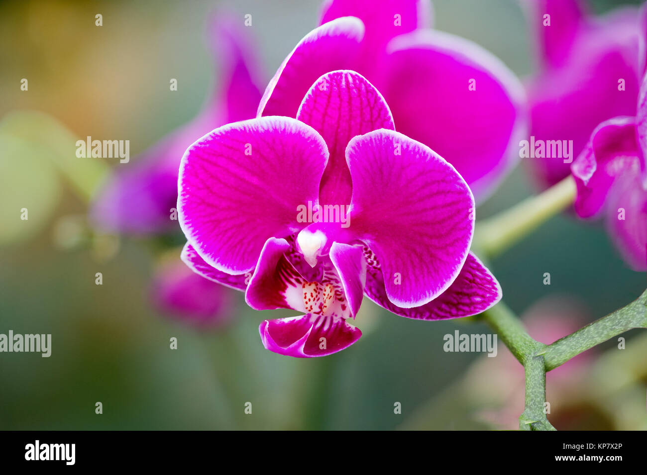 Phalaenopsis Orchid rosa scuro sulla vite Foto Stock