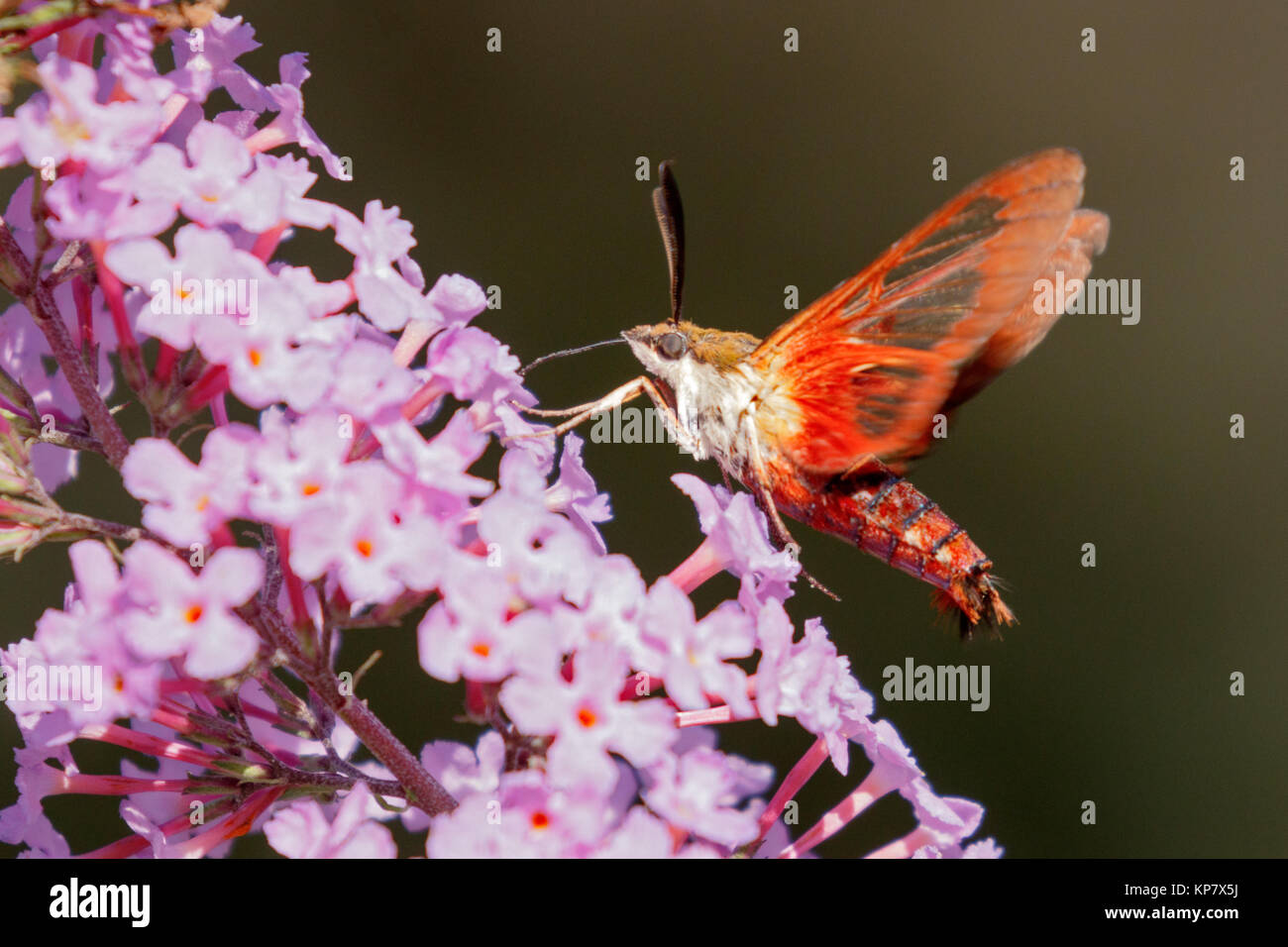 Clear Wing, Hummingbird Moth In volo impollinatori una farfalla Bush nel giardino Foto Stock