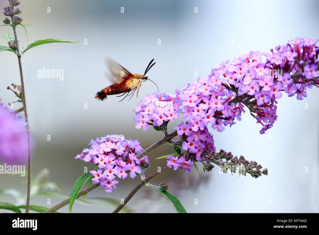 Clear Wing, Hummingbird Moth In volo impollinatori una farfalla Bush nel giardino Foto Stock