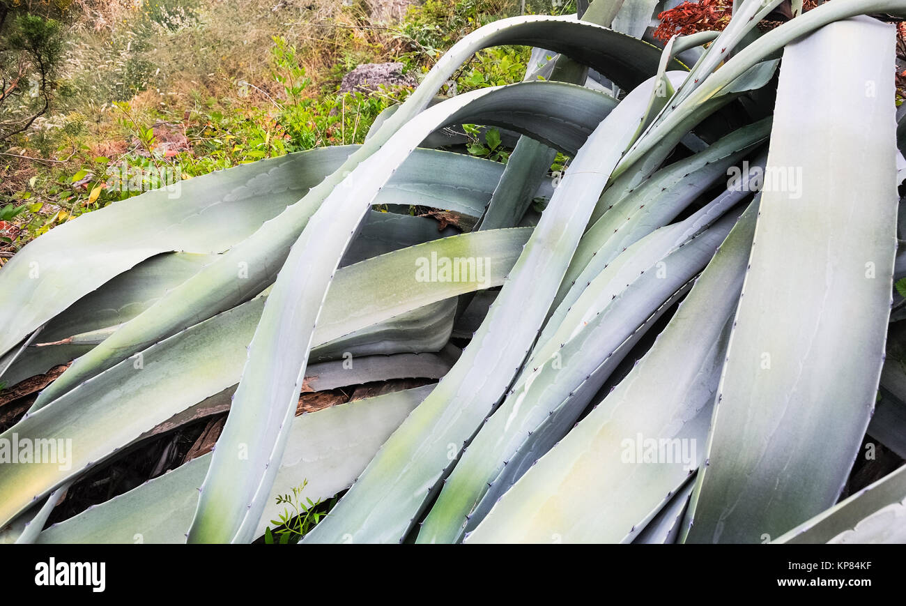 Mighty foglie di agave Foto Stock