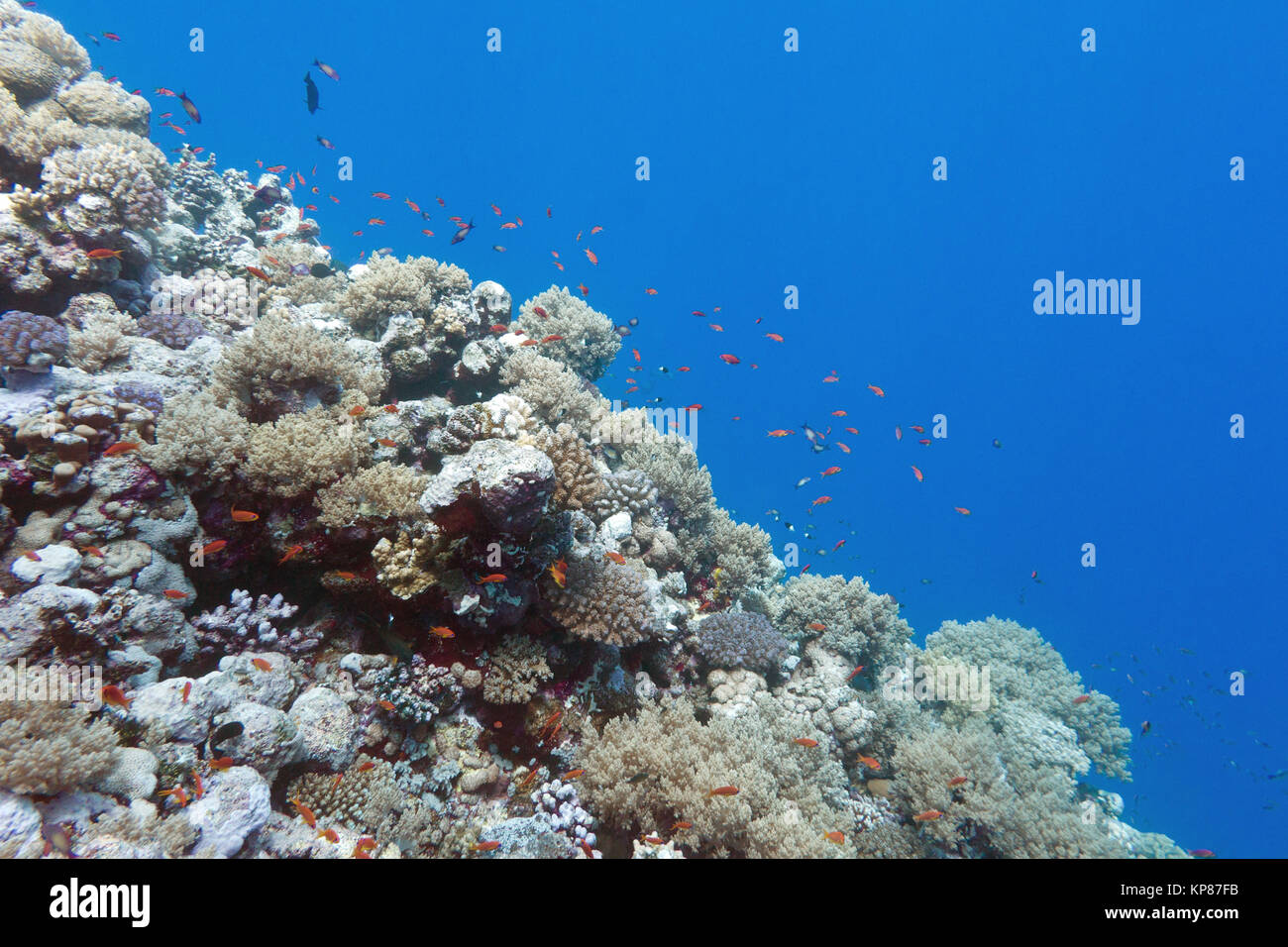 Coral reef con banchi di pesci scalefin anthias, subacquea Foto Stock