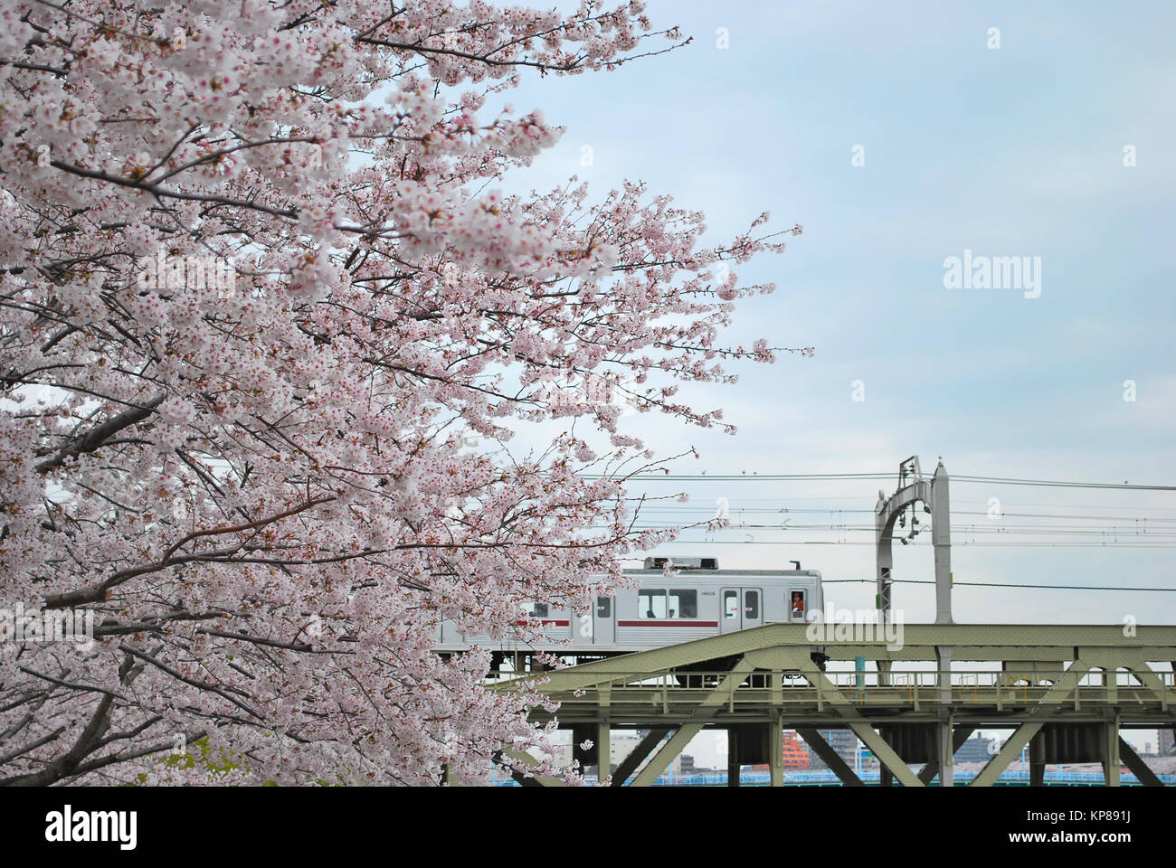 Japanese Cherry Blossoms durante la primavera con una linea ferroviaria in background, che simboleggiano il contrasto o connubio tra natura e tecnologia, il concetto Foto Stock