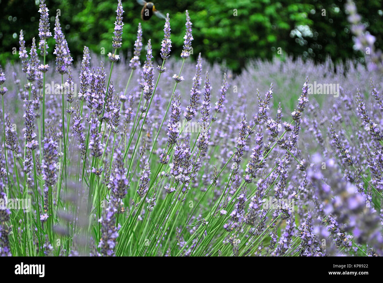 Lavanda in un enorme prato durante l'estate. Un simbolo della stagione estiva, di serenità e di pace. Foto Stock