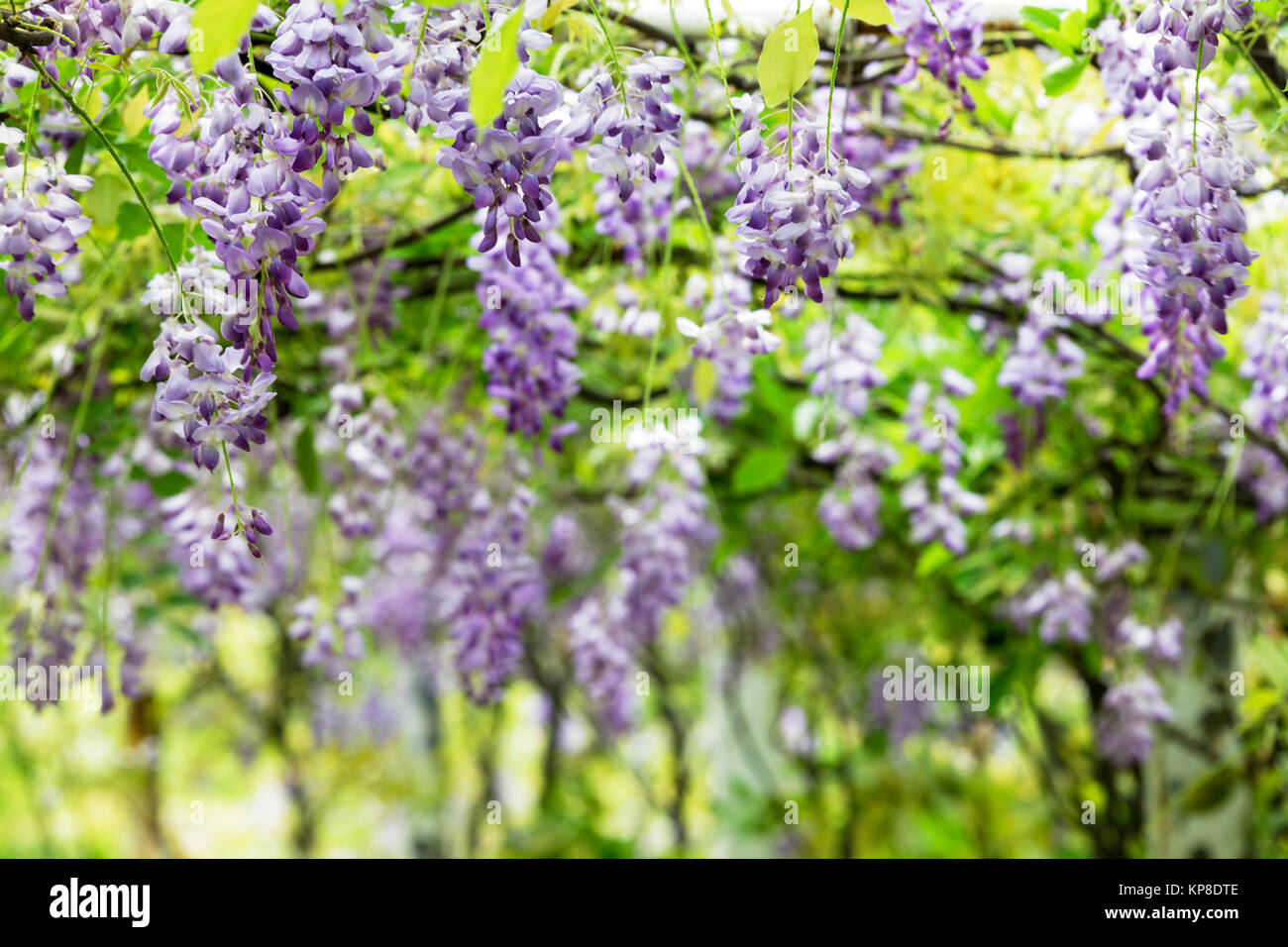 Il Glicine floribunda con bel colore e sfondo Foto Stock