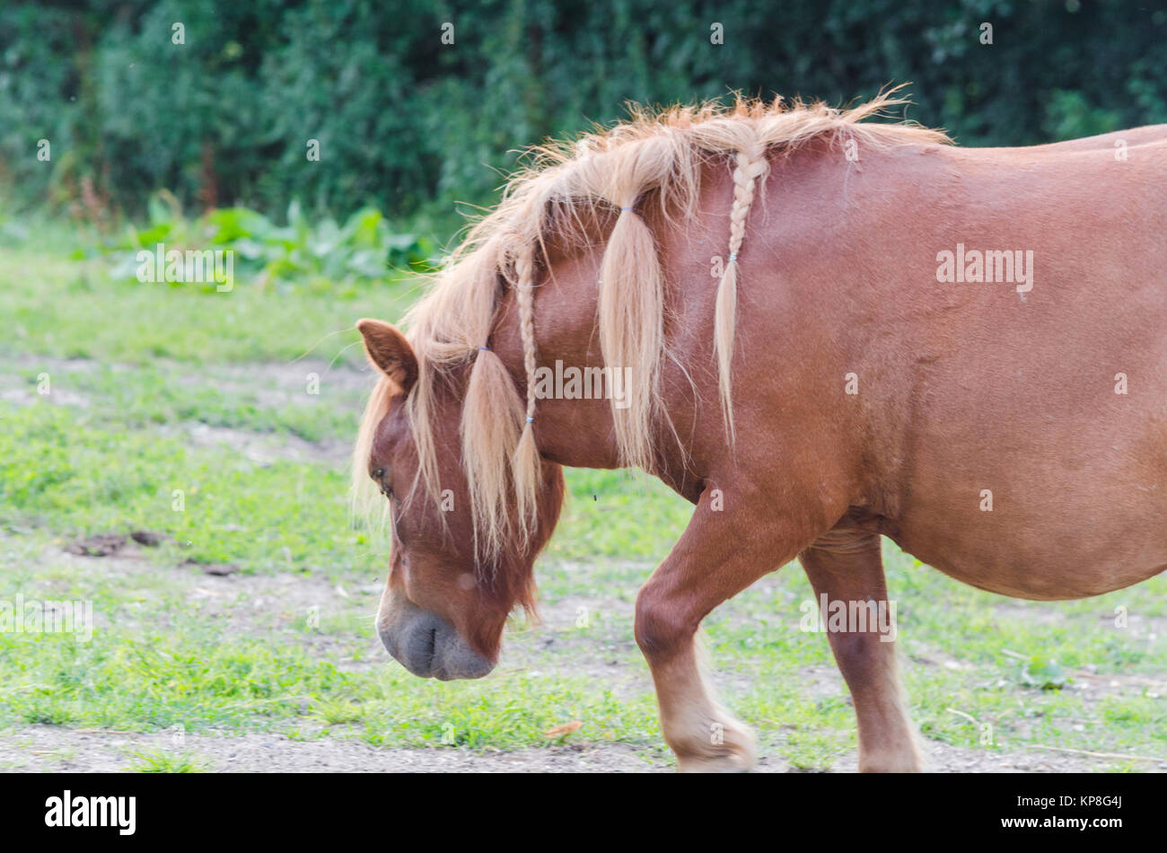 Pferd auf einer Weide. Foto Stock