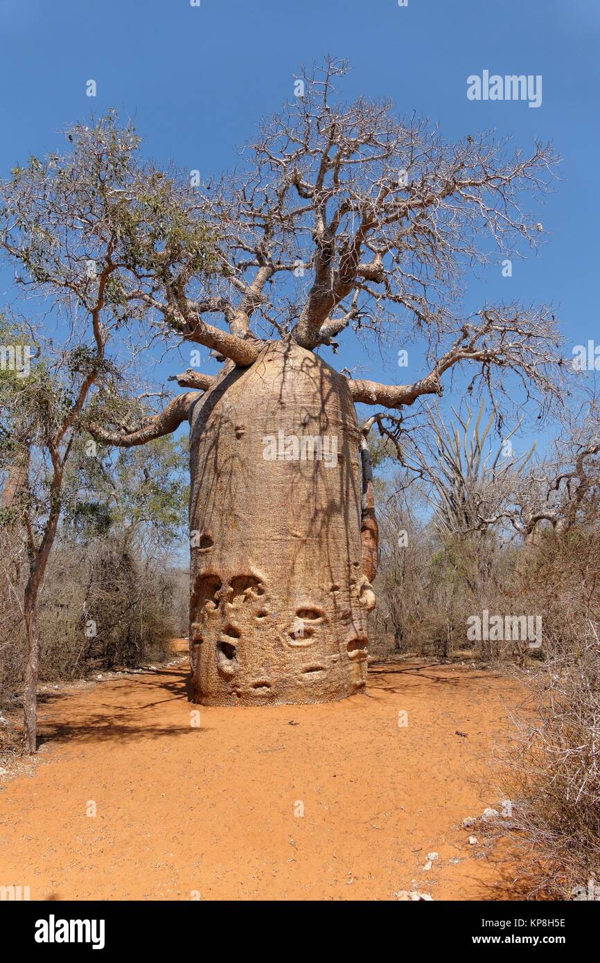 (Baobab adansonia rubrostipa) Foto Stock