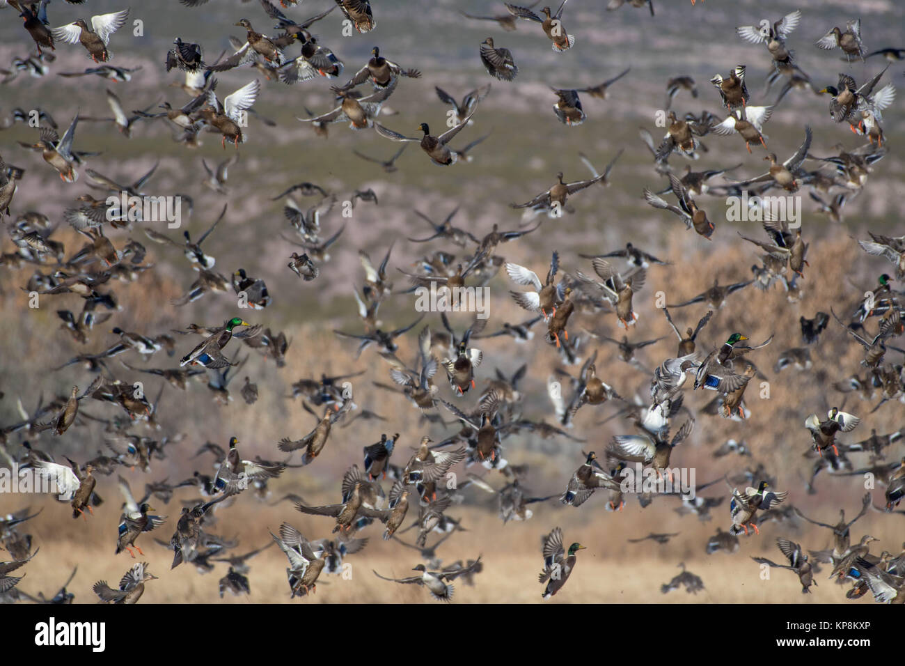 Germani reali, (Anas platrhynchos), e il nord dei codoni, (Anas acuta), Bosque del Apache National Wildlife Refuge, nuovo Messico, Stati Uniti d'America. Foto Stock