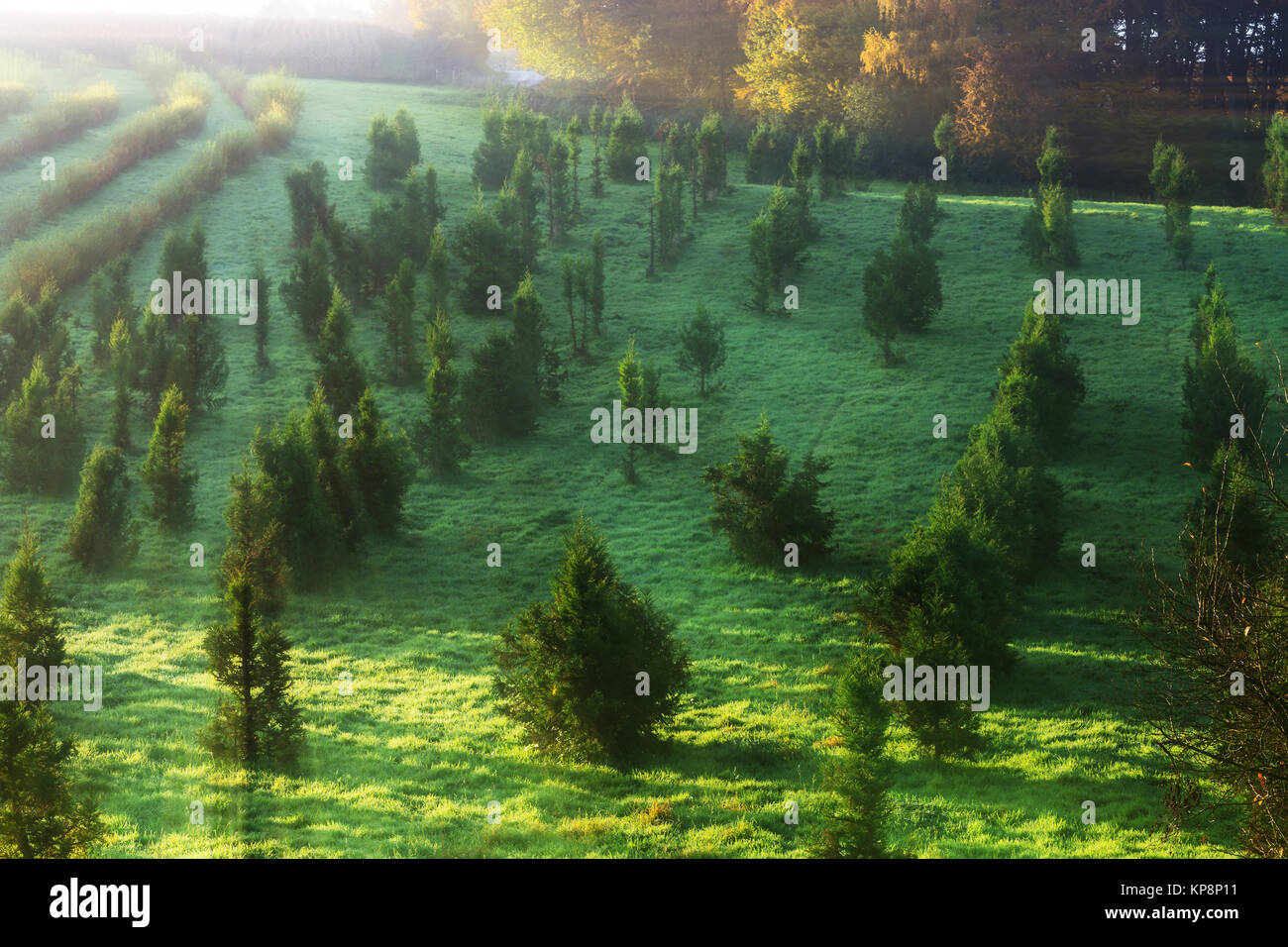 Erstes Sonnenlicht scheint durch Baumzweige auf eine Baumschonung. Foto Stock