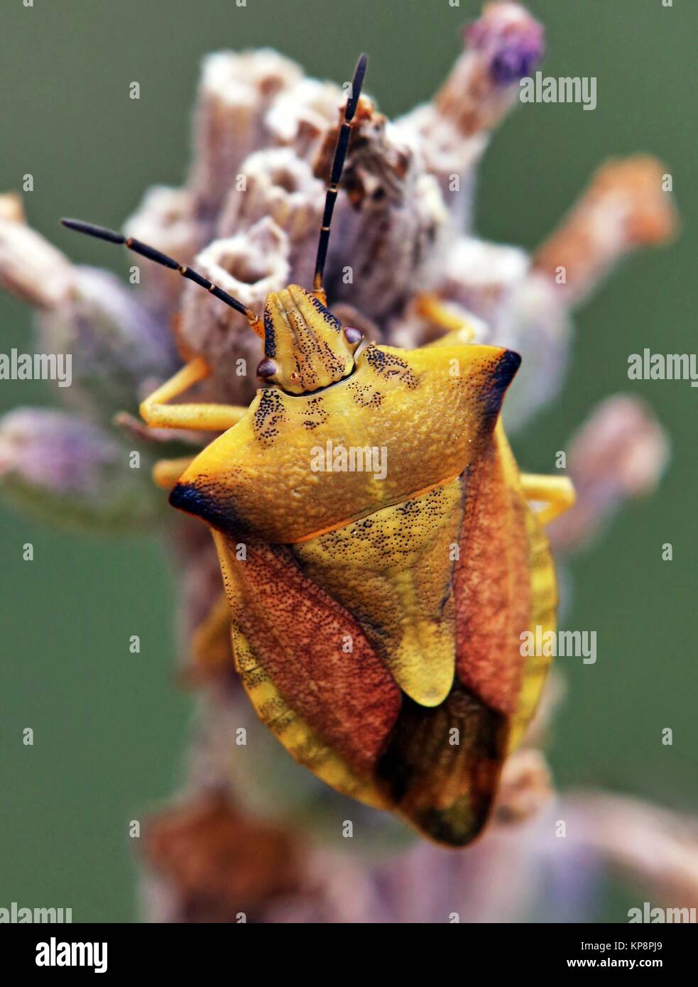 Frutta settentrionale bug carpocoris fuscispinus Foto Stock