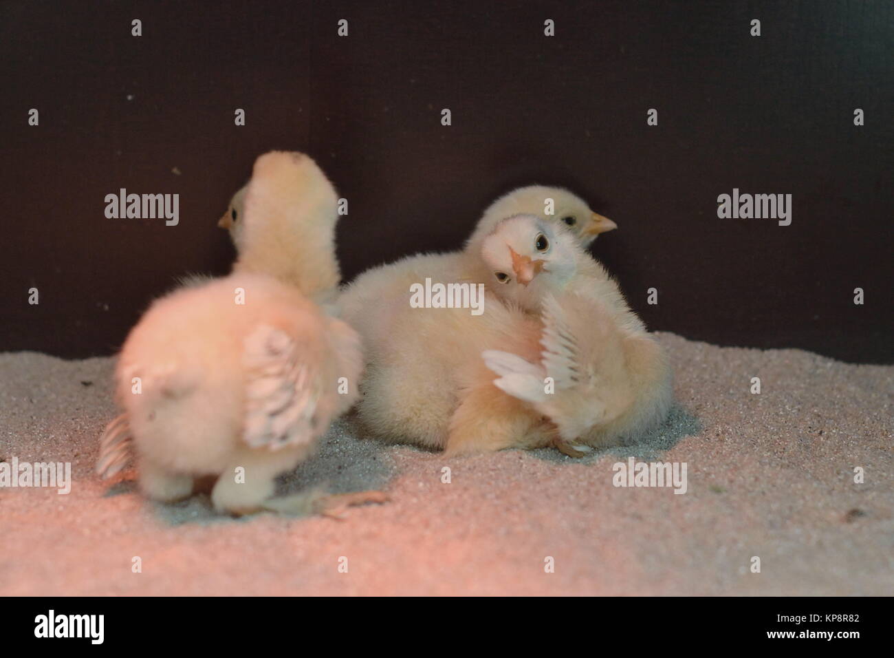 Gruppe aus drei neugeborenen KÃ¼ken auf sabbia unter Infrarotlampe Foto Stock