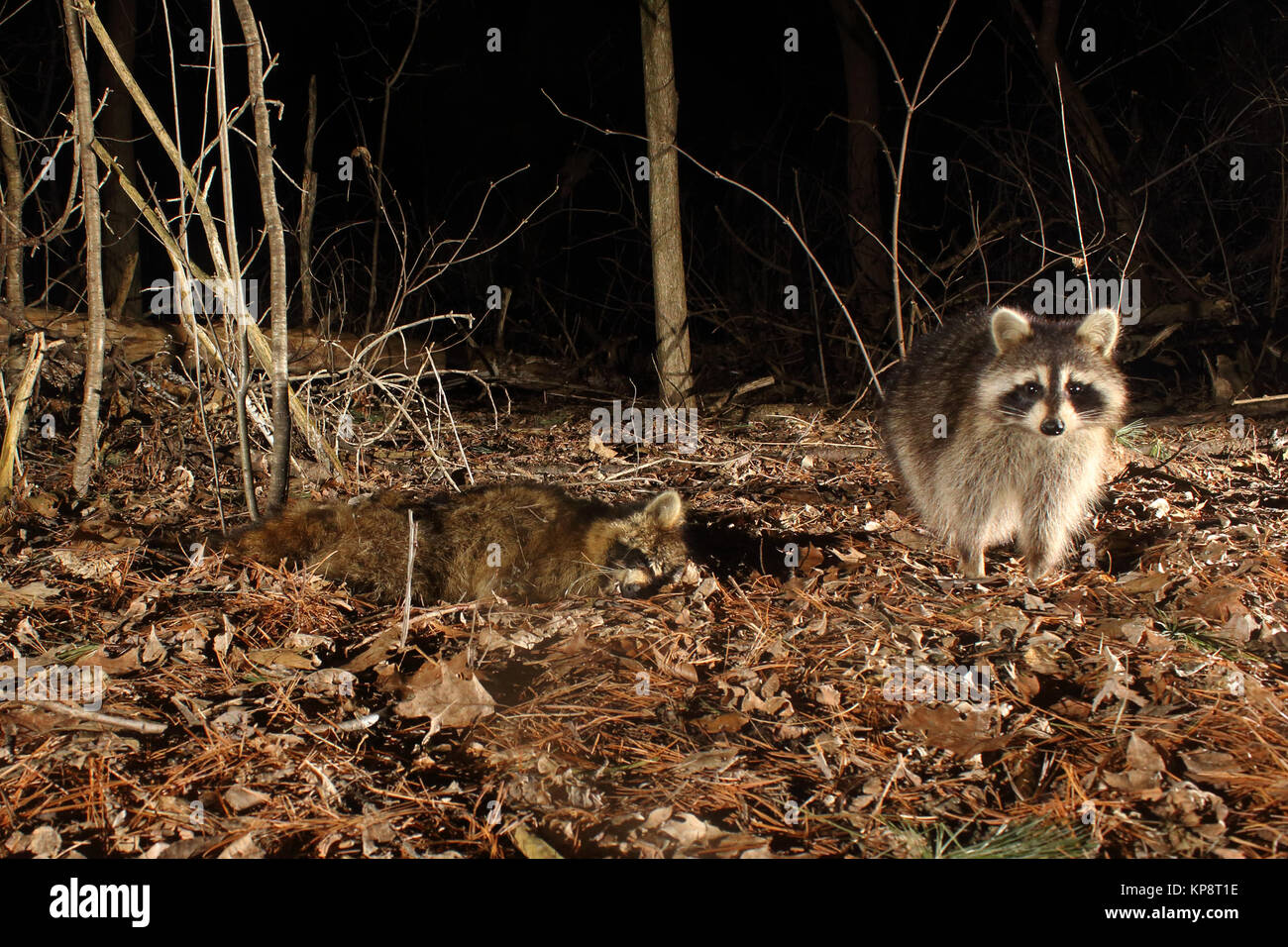 Una squallida Raccoon in piedi accanto al suo amico morto. Foto Stock