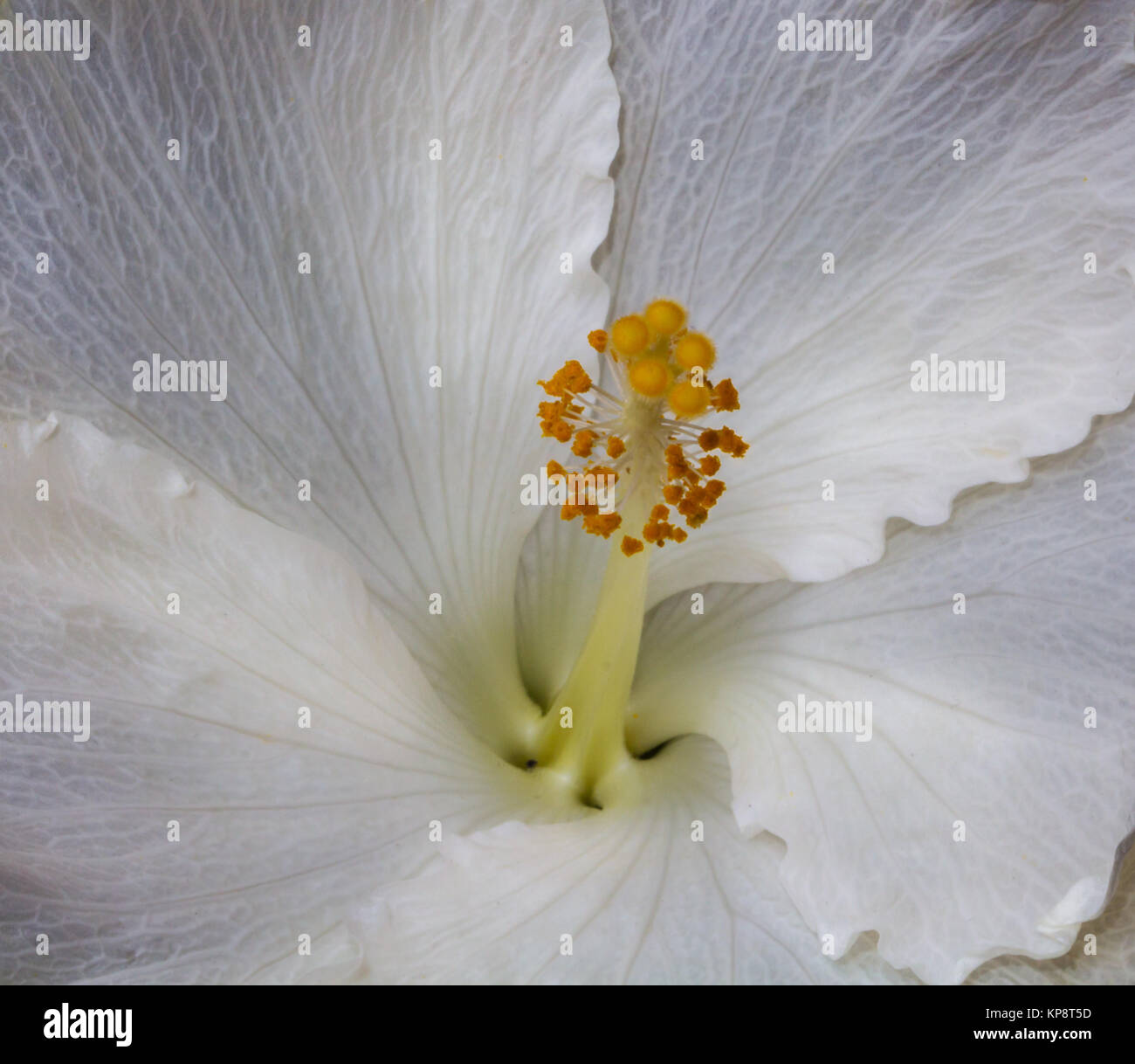 Hibiscus interno Foto Stock