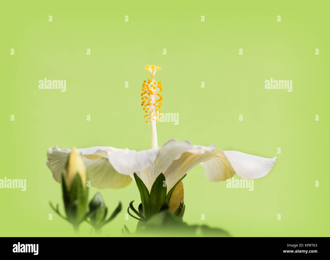 Piastra di ibisco con timbro Foto Stock