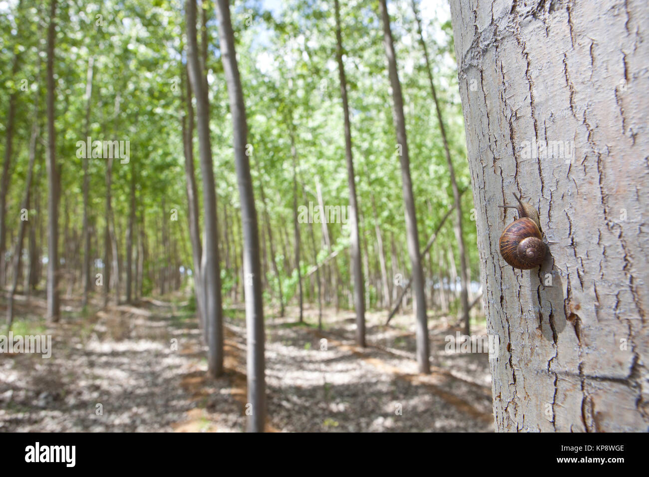 Va a passo di lumaca sul bosco di pioppo Foto Stock