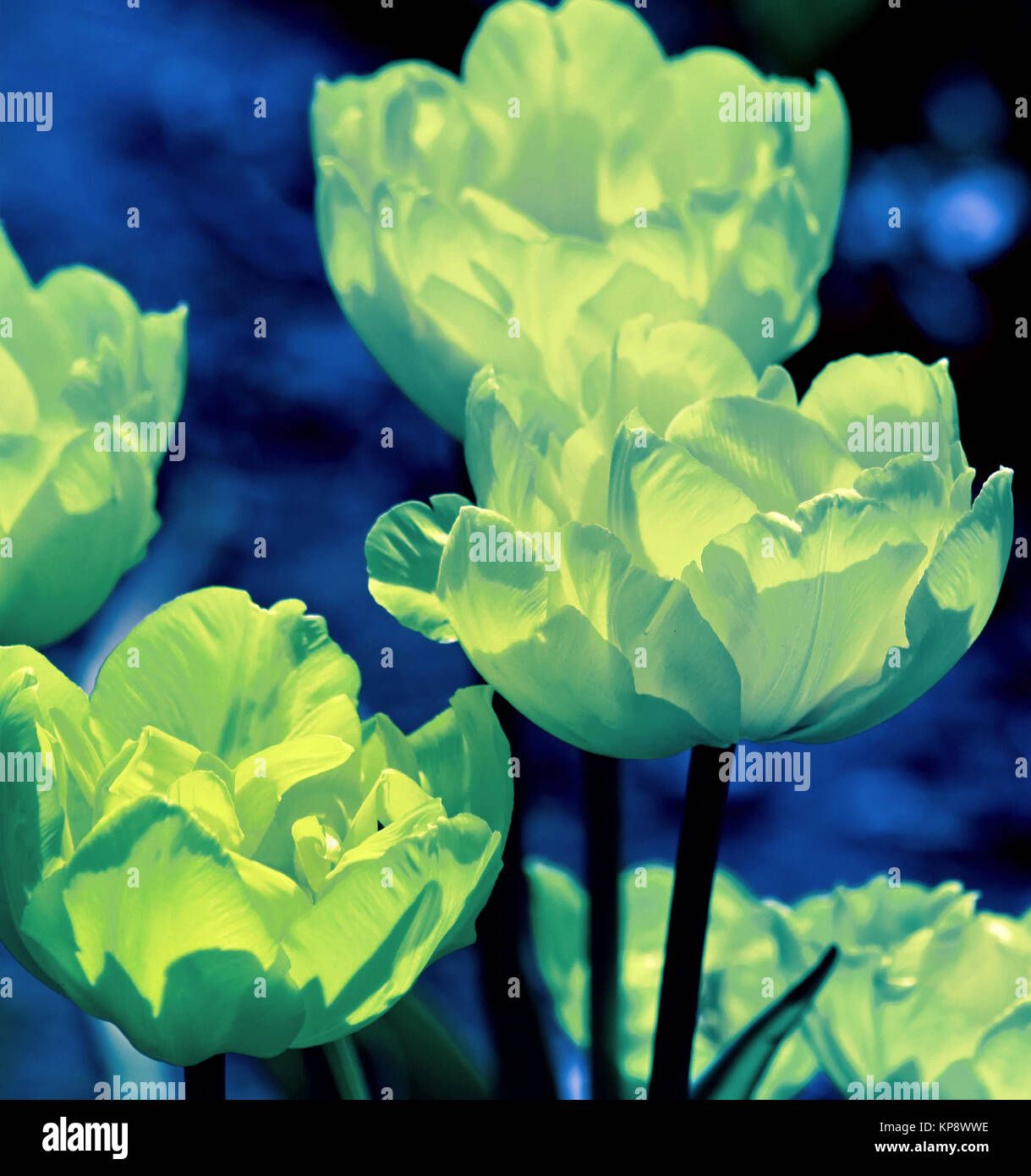 Tulip fiorisce con loro delicati petali. Verde luminoso colore aggiunto crea un effetto brillante Foto Stock