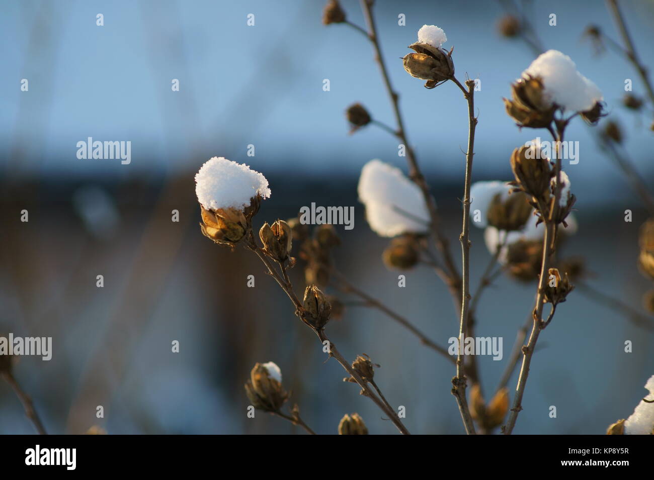 Trockene Hibiskusblüte mit Schneehaube und Licht von der linken Seite. Foto Stock