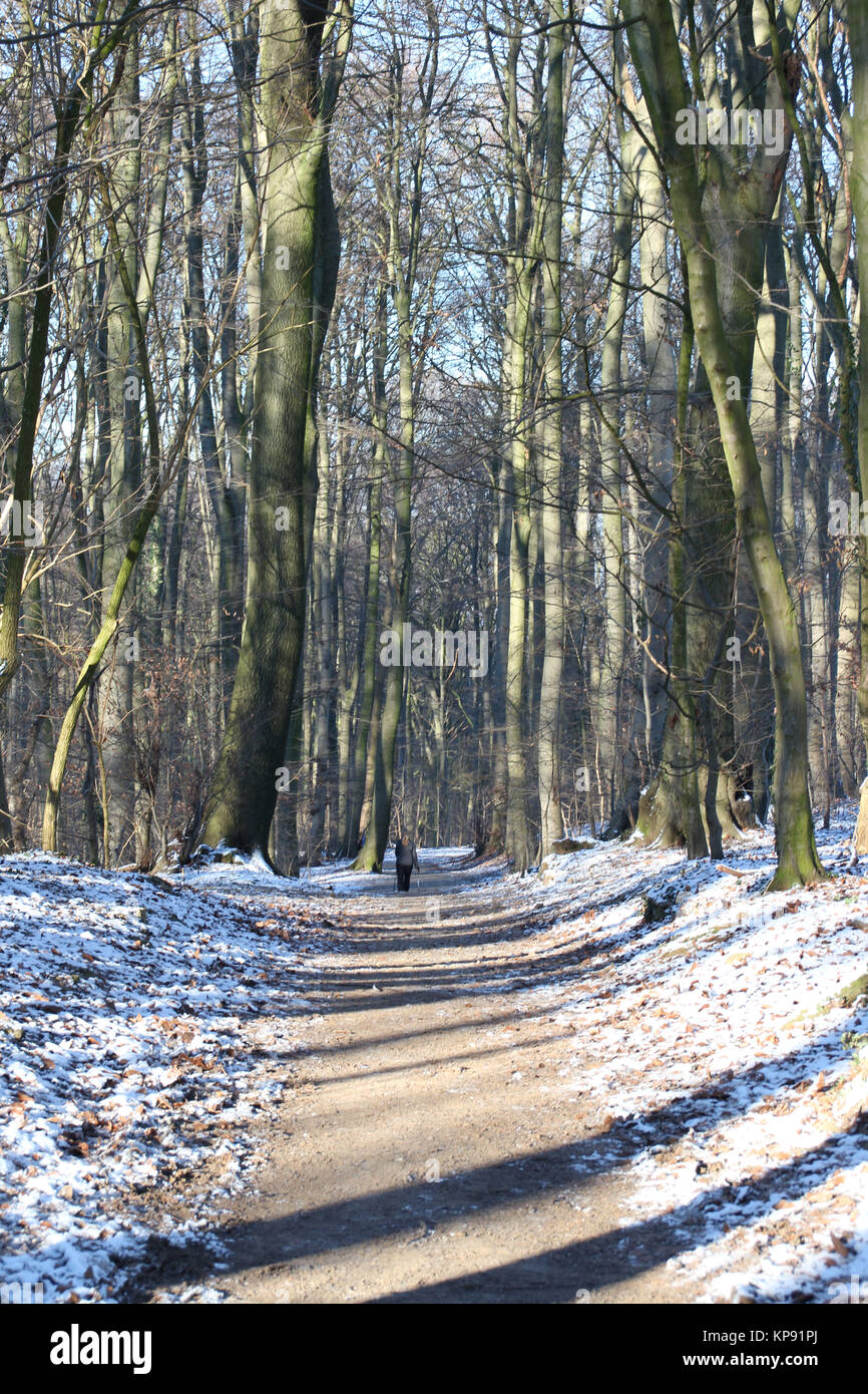 Una strada forestale in inverno Foto Stock