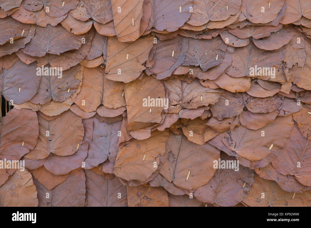 Foglie secche parete o tetto sfondo texture Foto Stock