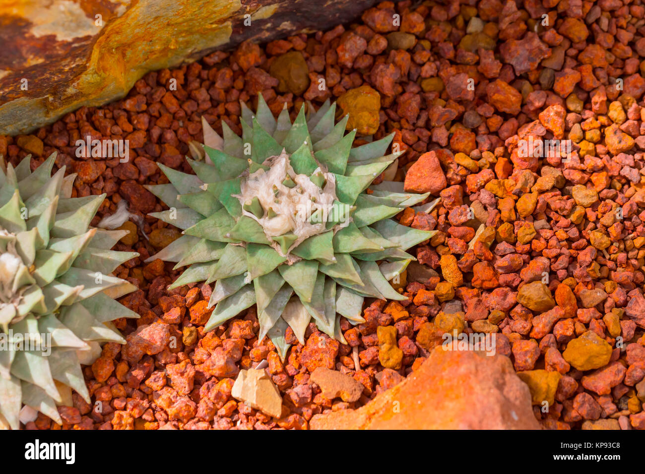 Cactus nel deserto della natura con fiore sharp thorn impianto su red rock terra arida Foto Stock
