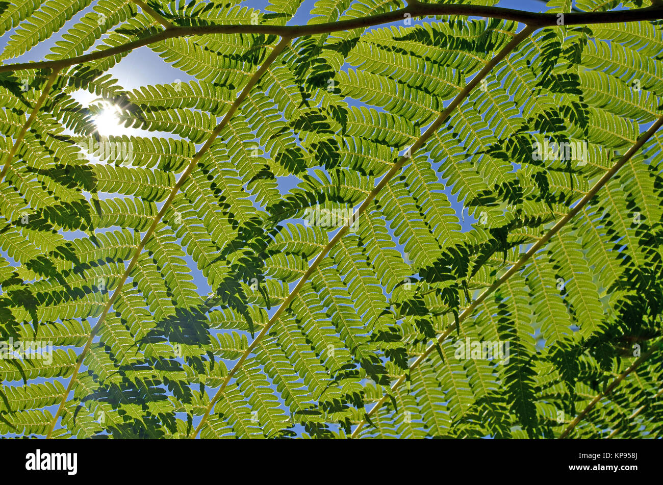 Close up back lit sovrapposizione Fern Tree fronde contro un cielo blu con la luce del sole che splende attraverso. Sfondo verde. Messa a fuoco selettiva. Foto Stock