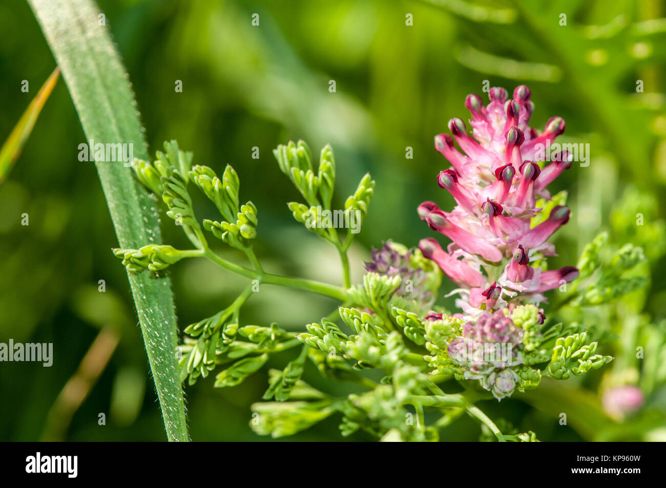 Vista ravvicinata di comune fumaria, Fumaria officinalis Foto Stock