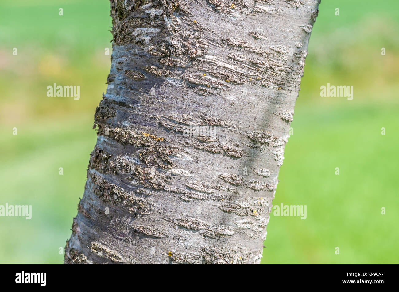 Vista ravvicinata della corteccia del ciliegio, Prunus cerasus, e uno sfondo verde. Santpedor, Catalogna, Spagna Foto Stock