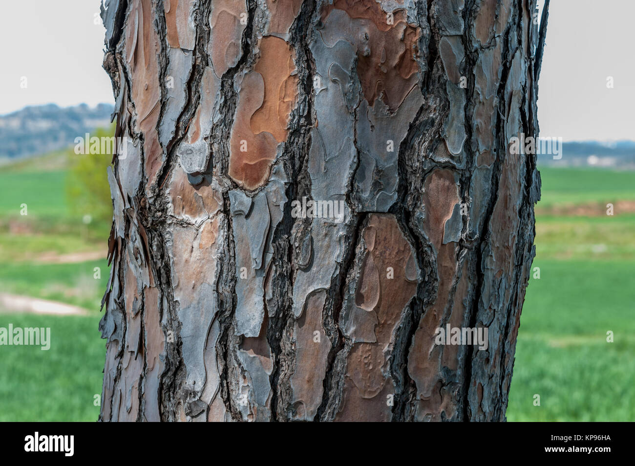Vista ravvicinata della corteccia del pino, Pinus pinea. Santpedor, Catalogna, Spagna Foto Stock
