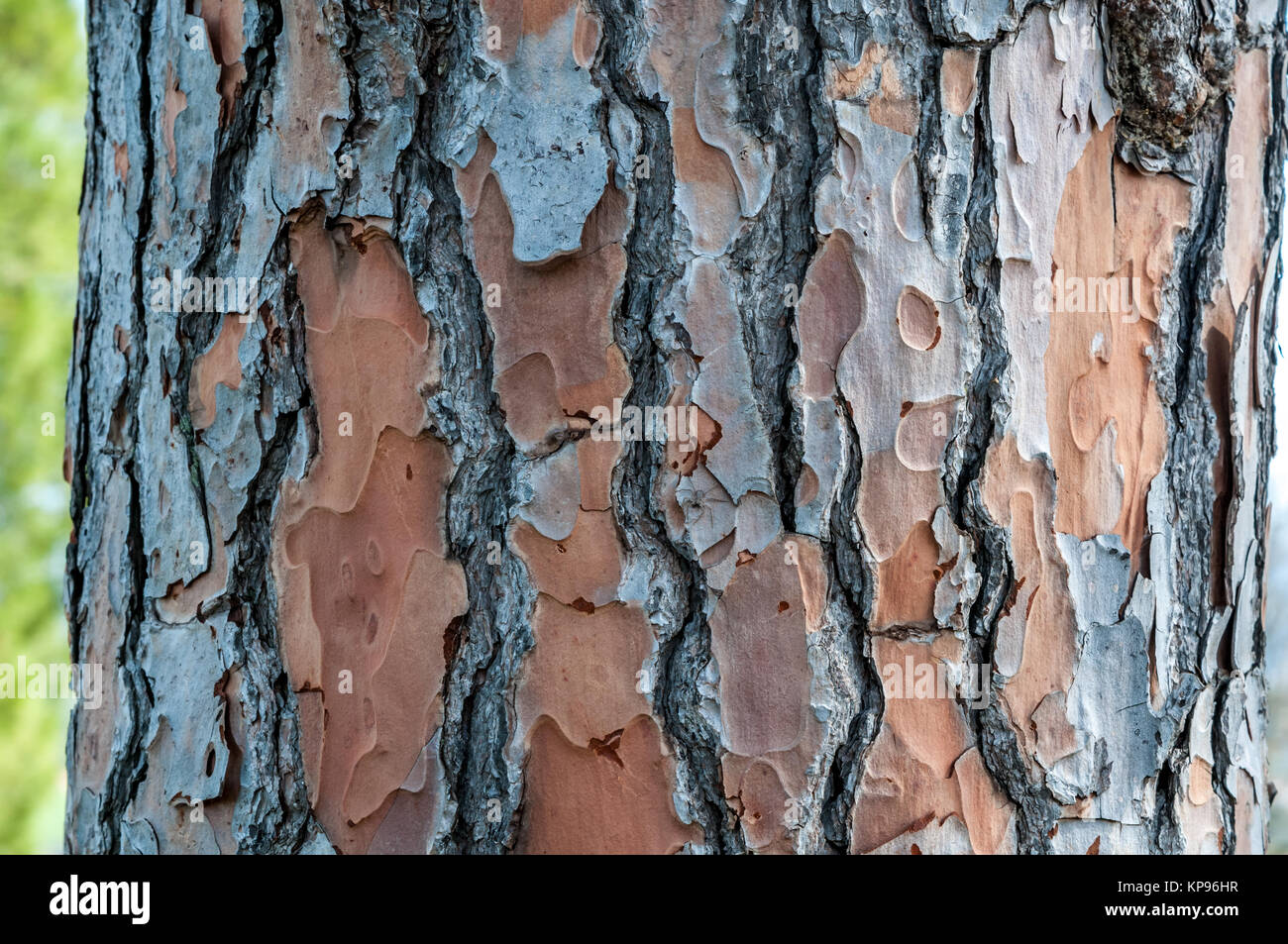 Vista ravvicinata della corteccia del pino, Pinus pinea. Santpedor, Catalogna, Spagna Foto Stock